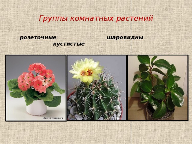 Группы комнатных растений