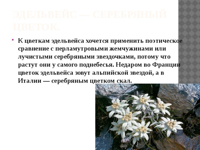 Какой тип питания характерен для эдельвейса. Эдельвейс цветок Легенда. Эдельвейс доклад. Эдельвейс красная книга. Эдельвейс цветок описание.