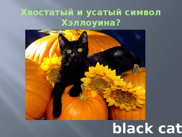 Хвостатый и усатый символ Хэллоуина?  black cat 