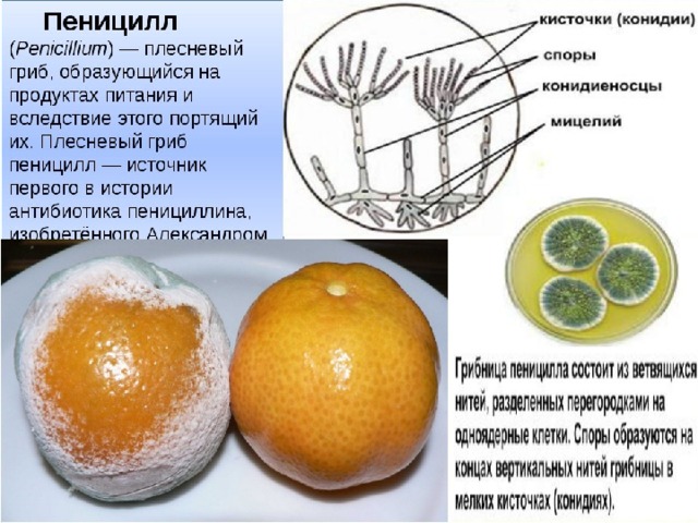 Способ питания пеницилла