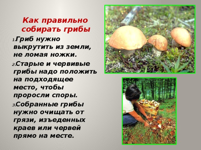 Символика лесных даров в разных культурах