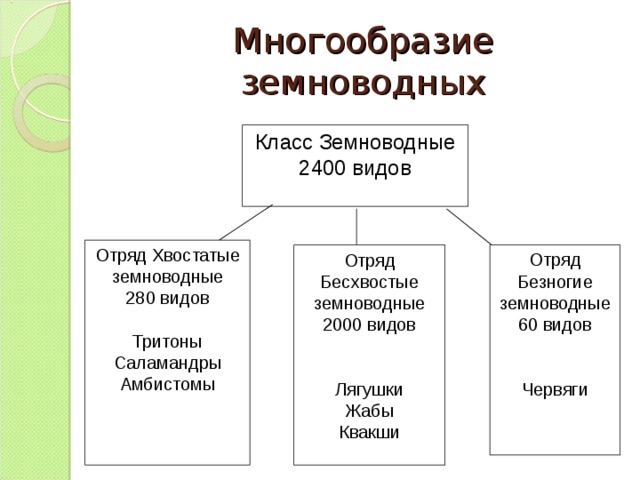 Многообразие земноводных Класс Земноводные 2400 видов Отряд Хвостатые земноводные 280 видов   Тритоны Саламандры Амбистомы   Отряд Безногие земноводные 60 видов     Червяги Отряд Бесхвостые земноводные 2000 видов     Лягушки Жабы Квакши 