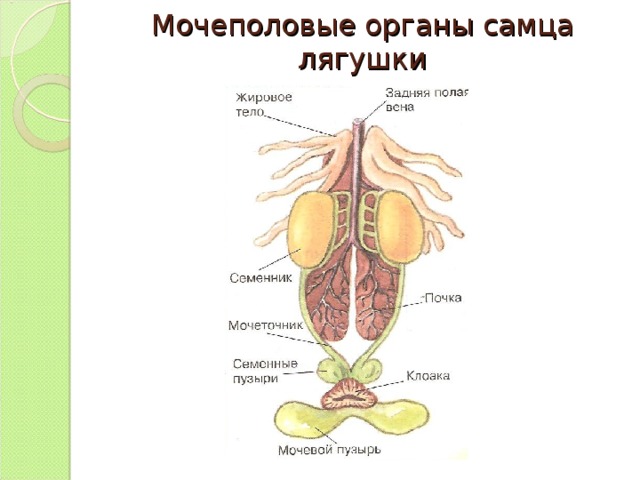 Мочеполовые органы самца лягушки 