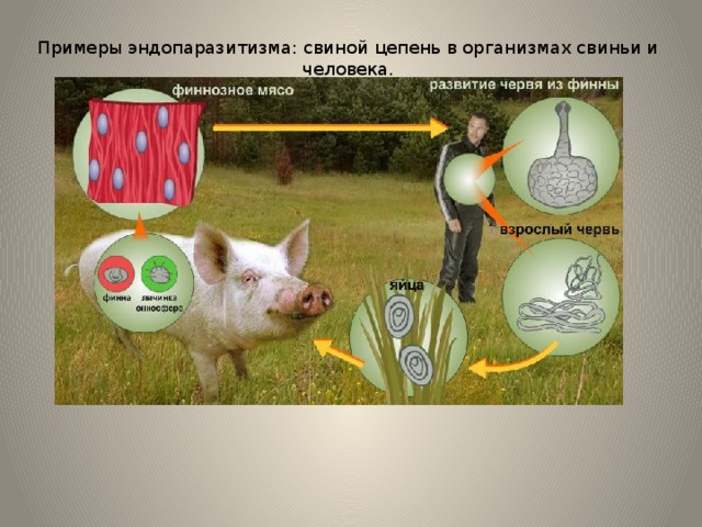 Примеры эндопаразитизма: свиной цепень в организмах свиньи и человека. 