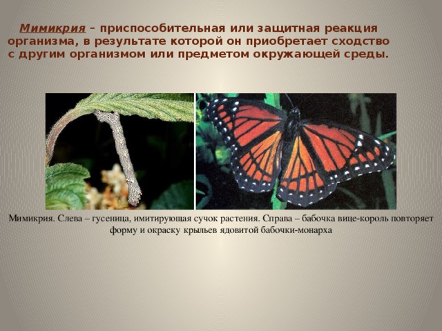 Мимикрия – приспособительная или защитная реакция организма, в результате которой он приобретает сходство с другим организмом или предметом окружающей среды. Мимикрия. Слева – гусеница, имитирующая сучок растения. Справа – бабочка вице-король повторяет форму и окраску крыльев ядовитой бабочки-монарха 