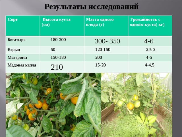 Сорта высота. Урожайность томатов с 1 куста. Помидоры урожайность с 1 куста. Таблица урожайности томатов с куста. Средняя урожайность помидор.