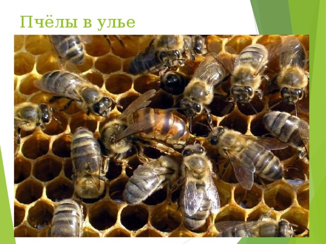 Пчёлы в улье 