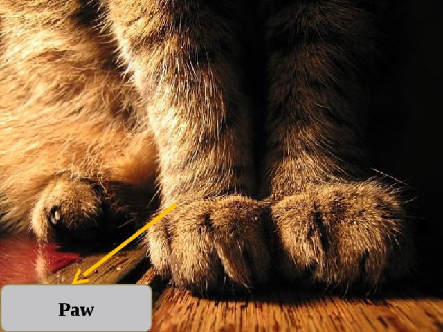 Paw 