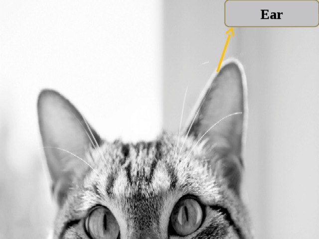 Ear 