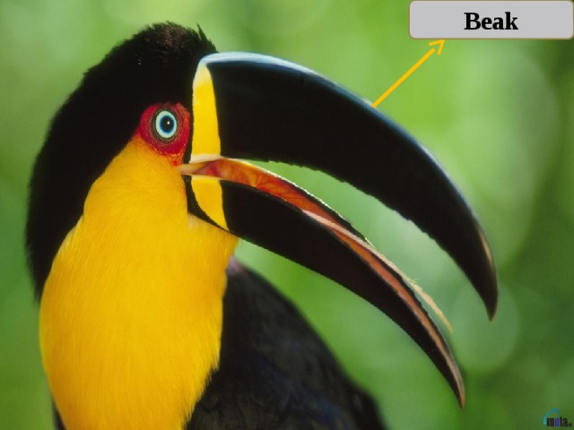 Beak 