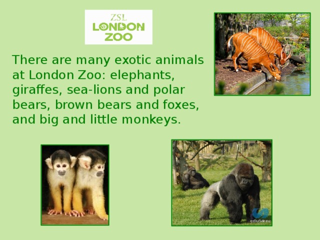 There are many exotic animals at London Zoo: elephants, giraffes, sea-lions and polar bears, brown bears and foxes, and big and little monkeys. 