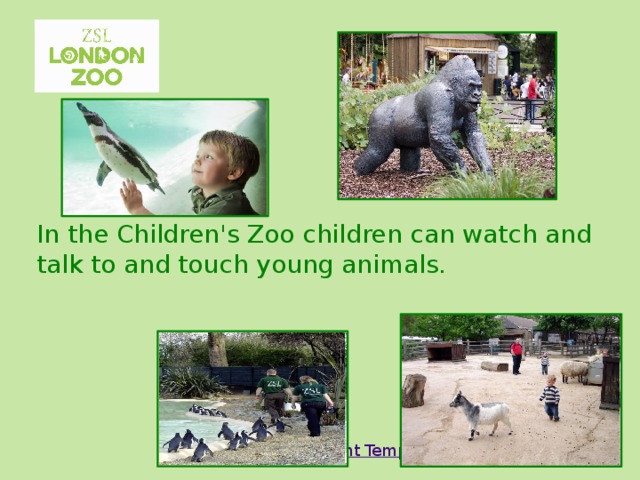 In the Children's Zoo children can watch and talk to and touch young animals. 