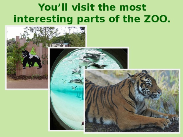 You’ll visit the most interesting parts of the ZOO. 