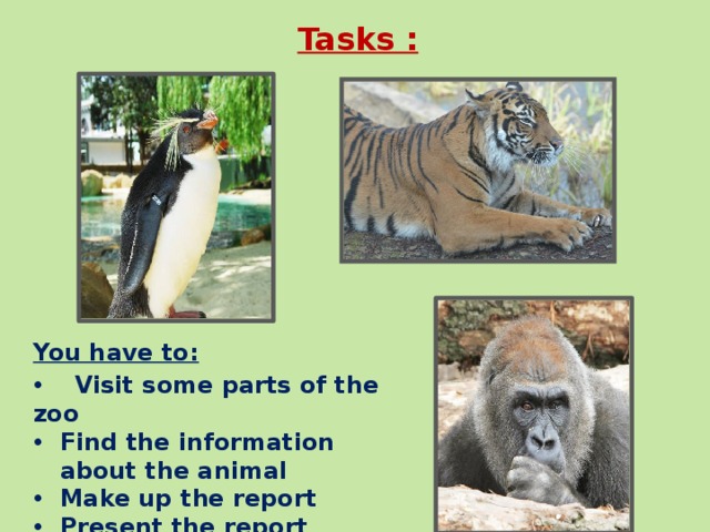 Tasks : You have to:  Visit some parts of the zoo Find the information about the animal Make up the report Present the report 