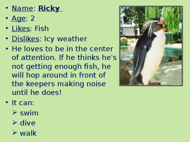 Name : Ricky Age : 2 Likes : Fish Dislikes : Icy weather He loves to be in the center of attention. If he thinks he's not getting enough fish, he will hop around in front of the keepers making noise until he does! It can: swim dive walk 