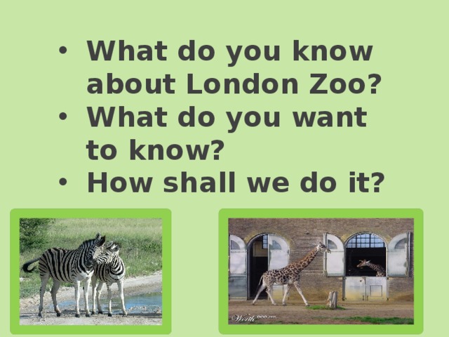 What do you know about London Zoo? What do you want to know? How shall we do it? 