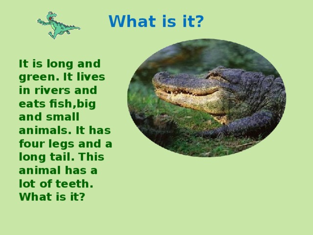 What is it? It is long and green. It lives in rivers and eats fish,big and small animals. It has four legs and a long tail. This animal has a lot of teeth. What is it? 