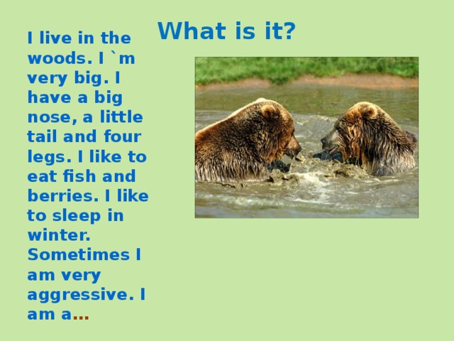 What is it? I live in the woods. I `m very big. I have a big nose, a little tail and four legs. I like to eat fish and berries. I like to sleep in winter. Sometimes I am very aggressive. I am a … 