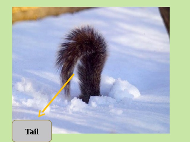 Tail 