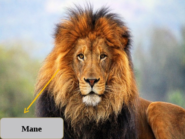 Mane 