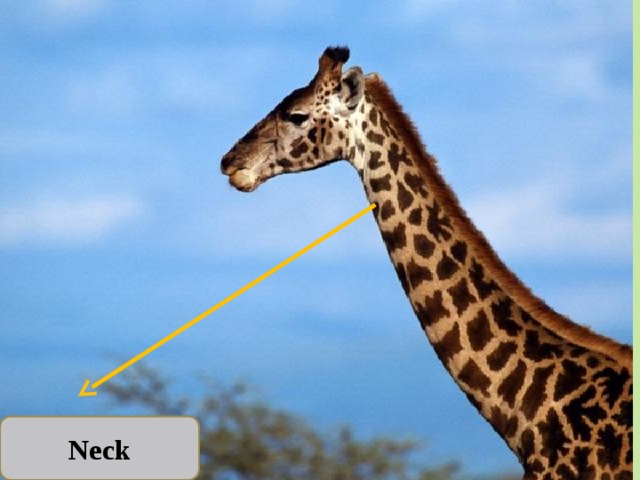 Neck 