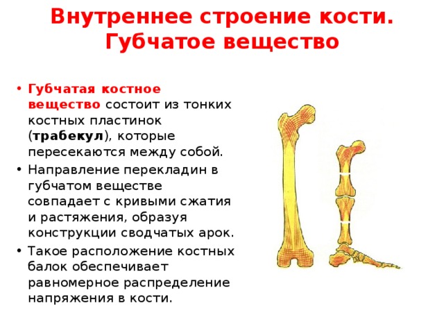 Кость образующую губчатое вещество. Строение губчатого вещества кости. Внутреннее строение кости. Строение губчатых костей. Кость губчатое вещество.