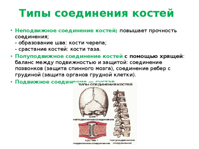 Соединения между костями черепа. Тип соединения кости черепа, позвонки. Тазовые кости соединены полуподвижно. Кости черепа соединены полуподвижно. Кости черепа Тип соединения костей.