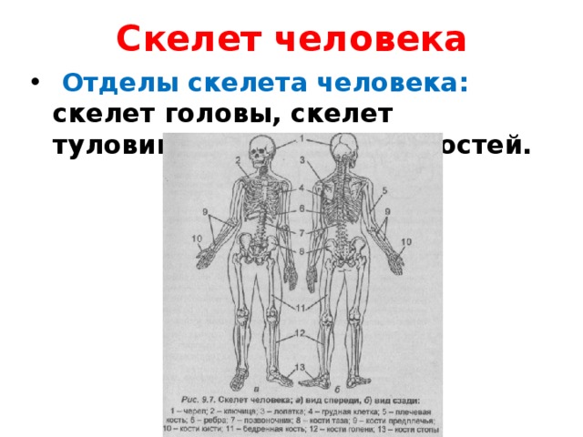 Скелет человека   Отделы скелета человека: скелет головы, скелет туловища, скелет конечностей. 