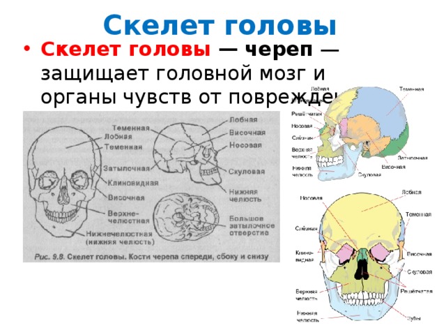 Скелет головы Скелет головы — череп  — защищает головной мозг и органы чувств от повреждений. 