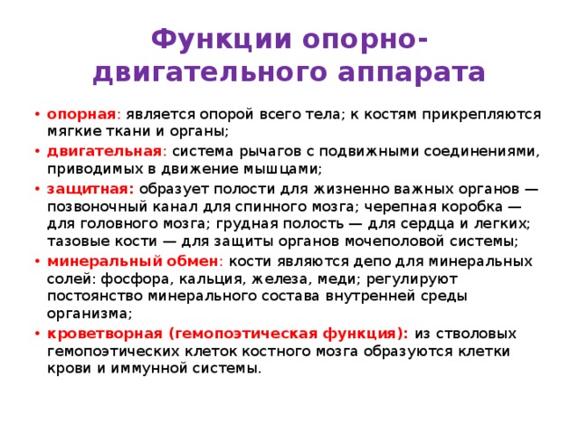 Функции опорно-двигательного аппарата опорная : является опорой всего тела; к костям прикрепляются мягкие ткани и органы; двигательная : система рычагов с подвижными соединениями, приводимых в движение мышцами; защитная:   образует полости для жизненно важных органов — позвоночный канал для спинного мозга; черепная коробка — для головного мозга; грудная полость — для сердца и легких; тазовые кости — для защиты органов мочеполовой системы; минеральный обмен : кости являются депо для минеральных солей: фосфора, кальция, железа, меди; регулируют постоянство минерального состава внутренней среды организма; кроветворная (гемопоэтическая функция):  из стволовых гемопоэтических клеток костного мозга образуются клетки крови и иммунной системы. 