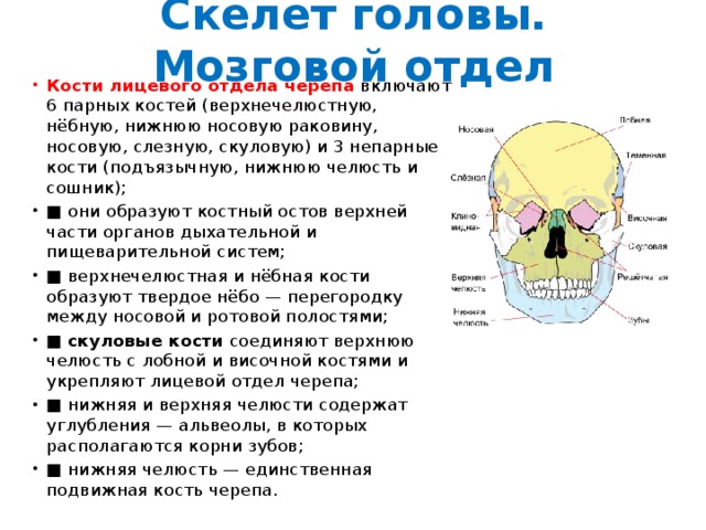 Скелет головы функции. Скелет головы мозговой отдел костей.