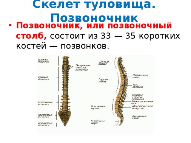 Скелет туловища состоит из. Скелет туловища отделы позвоночника. Кости входящие в Позвоночный столб. Скелет туловища позвоночник изгибы позвоночника. Скелет туловища - позвоночник состоит из 33-35 позвонков....