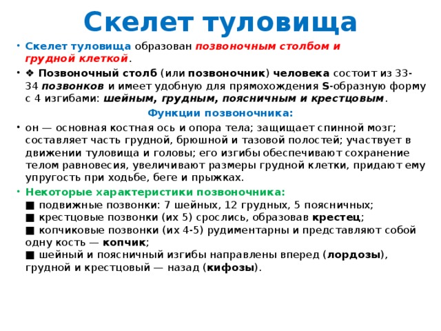 Скелет туловища Скелет туловища  образован  позвоночным столбом и грудной клеткой . ❖  Позвоночный столб  (или  позвоночник )  человека  состоит из 33-34  позвонков  и имеет удобную для прямохождения  S -образную форму с 4 изгибами:  шейным, грудным, поясничным и крестцовым . Функции позвоночника:  он — основная костная ось и опора тела; защищает спинной мозг; составляет часть грудной, брюшной и тазовой полостей; участвует в движении туловища и головы; его изгибы обеспечивают сохранение телом равновесия, увеличивают размеры грудной клетки, придают ему упругость при ходьбе, беге и прыжках. Некоторые характеристики позвоночника:  ■ подвижные позвонки: 7 шейных, 12 грудных, 5 поясничных;  ■ крестцовые позвонки (их 5) срослись, образовав  крестец ;  ■ копчиковые позвонки (их 4-5) рудиментарны и представляют собой одну кость —  копчик ;  ■ шейный и поясничный изгибы направлены вперед ( лордозы ), грудной и крестцовый — назад ( кифозы ). 