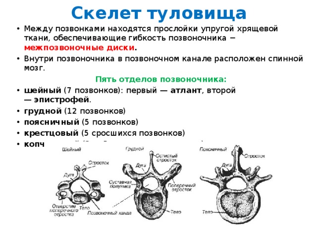 Скелет туловища Между позвонками находятся прослойки упругой хрящевой ткани, обеспечивающие гибкость позвоночника − межпозвоночные диски . Внутри позвоночника в позвоночном канале расположен спинной мозг. Пять отделов позвоночника: шейный  (7 позвонков): первый —  атлант , второй —  эпистрофей . грудной  (12 позвонков) поясничный  (5 позвонков) крестцовый  (5 сросшихся позвонков) копчиковый  (3 — 5 сросшихся позвонков) 