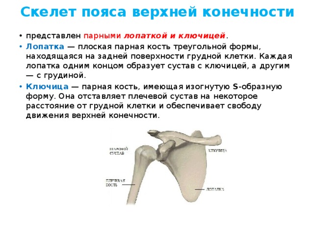 Скелет верхних конечностей лопатка. Строение пояса верхних конечностей лопатка ключицами. Кости верхней конечности анатомия ключица. Скелет верхних конечностей человека анатомия лопатка. Лопатка у человека строение и функции.