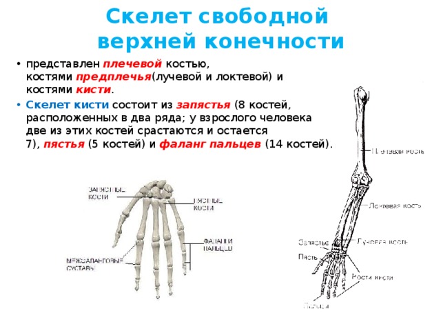 Запястье голень и позвоночник. Скелет верхних конечностей кости кисти. Скелет верхней конечности свободная конечность кисть предплечье. Строение костей свободной верхней конечности человека.