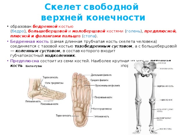 Скелет свободной  верхней конечности образован  бедренной  костью ( бедро ),  большеберцовой  и  малоберцовой  костями ( голень ),  предплюсной, плюсной и фалангами пальце в ( стопа ). Бедренная кость  (самая длинная трубчатая кость скелета человека) соединяется с тазовой костью  тазобедренным суставом , а с большеберцовой —  коленным суставом , в состав которого входит губчатокостный  надколенник . Предплюсна  состоит из семи костей. Наиболее крупная из них —  пяточная кость ; на ней имеется  пяточный бугор , служащий опорой при стоянии. 