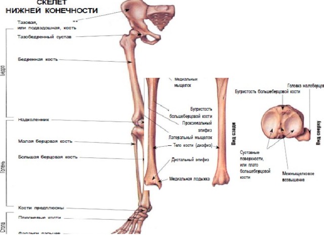 Анатомия нижней конечности человека. Кости нижних конечностей человека анатомия. Кости нижней конечности строение. Нижние конечности человека анатомия. Кости нижней конечности анатомия.