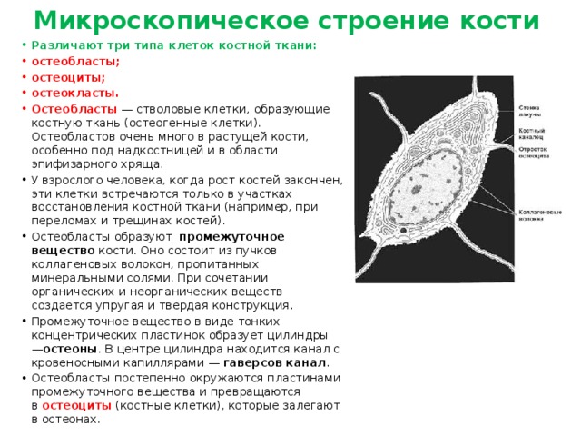 Микроскопическое строение кости Различают три типа клеток костной ткани: остеобласты; остеоциты; остеокласты. Остеобласты  — стволовые клетки, образующие костную ткань (остеогенные клетки). Остеобластов очень много в растущей кости, особенно под надкостницей и в области эпифизарного хряща. У взрослого человека, когда рост костей закончен, эти клетки встречаются только в участках восстановления костной ткани (например, при переломах и трещинах костей). Остеобласты образуют   промежуточное вещество  кости. Оно состоит из пучков коллагеновых волокон, пропитанных минеральными солями. При сочетании органических и неорганических веществ создается упругая и твердая конструкция. Промежуточное вещество в виде тонких концентрических пластинок образует цилиндры — остеоны . В центре цилиндра находится канал с кровеносными капиллярами —  гаверсов канал . Остеобласты постепенно окружаются пластинами промежуточного вещества и превращаются в  остеоциты  (костные клетки), которые залегают в остеонах. 