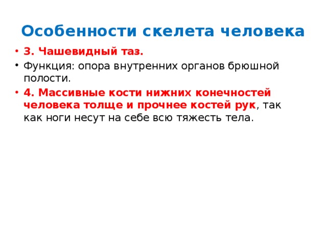 Особенности скелета человека 3. Чашевидный таз. Функция: опора внутренних органов брюшной полости. 4. Массивные кости нижних конечностей человека толще и прочнее костей рук , так как ноги несут на себе всю тяжесть тела.  