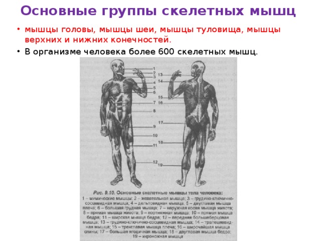 Основные группы скелетных мышц мышцы головы, мышцы шеи, мышцы туловища, мышцы верхних и нижних конечностей. В организме человека более 600 скелетных мышц. 