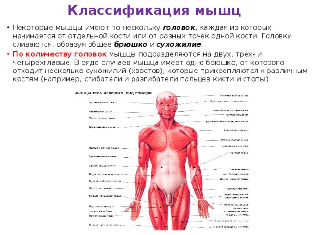 Классификация мышц Некоторые мышцы имеют по нескольку  головок , каждая из которых начинается от отдельной кости или от разных точек одной кости. Головки сливаются, образуя общее  брюшко  и  сухожилие . По количеству головок  мышцы подразделяются на двух, трех- и четырехглавые. В ряде случаев мышца имеет одно брюшко, от которого отходит несколько сухожилий (хвостов), которые прикрепляются к различным костям (например, сгибатели и разгибатели пальцев кисти и стопы). 