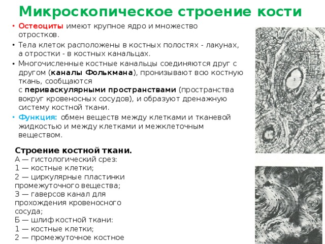 Костная ткань лабораторная работа. Микроскопическое строение кости. Микроскопическое строение костей. Микроскопическое строение кости 8 класс. Изучить микроскопическое строение кости.