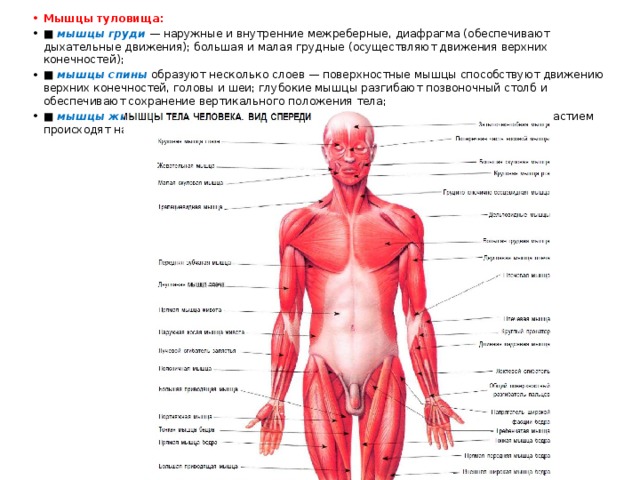 Мышцы туловища: ■  мышцы груди   — наружные и внутренние межреберные, диафрагма (обеспечивают дыхательные движения); большая и малая грудные (осуществляют движения верхних конечностей); ■  мышцы спины  образуют несколько слоев — поверхностные мышцы способствуют движению верхних конечностей, головы и шеи; глубокие мышцы разгибают позвоночный столб и обеспечивают сохранение вертикального положения тела; ■  мышцы живота  — поперечные, прямые и косые (образуют  брюшной пресс , с их участием происходят наклоны туловища вперед и в стороны). 