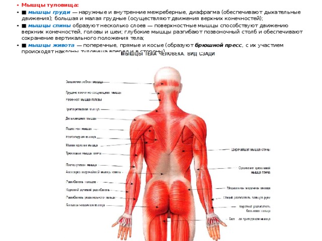 Мышцы туловища: ■  мышцы груди   — наружные и внутренние межреберные, диафрагма (обеспечивают дыхательные движения); большая и малая грудные (осуществляют движения верхних конечностей); ■  мышцы спины  образуют несколько слоев — поверхностные мышцы способствуют движению верхних конечностей, головы и шеи; глубокие мышцы разгибают позвоночный столб и обеспечивают сохранение вертикального положения тела; ■  мышцы живота  — поперечные, прямые и косые (образуют  брюшной пресс , с их участием происходят наклоны туловища вперед и в стороны). 