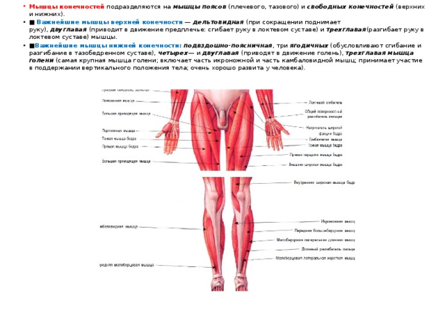 Мышцы конечностей  подразделяются на  мышцы поясов  (плечевого, тазового) и  свободных конечностей  (верхних и нижних). ■  Важнейшие мышцы верхней конечности  —  дельтовидная  (при сокращении поднимает руку),  двуглавая  (приводит в движение предплечье: сгибает руку в локтевом суставе) и  трехглавая (разгибает руку в локтевом суставе) мышцы. ■ Важнейшие мышцы нижней конечности:   подвздошно-поясничная , три  ягодичных   (обусловливают сгибание и разгибание в тазобедренном суставе),  четырех — и  двуглавая   (приводят в движение голень),  трехглавая мышца голени  (самая крупная мышца голени; включает часть икроножной и часть камбаловидной мышц; принимает участие в поддержании вертикального положения тела; очень хорошо развита у человека). 