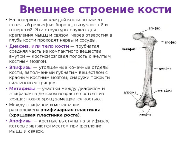 Внешнее строение кости На поверхностях каждой кости выражен сложный рельеф из борозд, выпуклостей и отверстий. Эти структуры служат для крепления мышц и связок; через отверстия в глубь кости проходят нервы и сосуды.  Диафиз, или тело кости  — трубчатая средняя часть из компактного вещества; внутри — костномозговая полость с жёлтым костным мозгом. Эпифизы  — утолщенные конечные отделы кости, заполненный губчатым веществом с красным костным мозгом; снаружи покрыты гиалиновым хрящом. Метафизы   — участки между диафизом и эпифизом: в детском возрасте состоят из хряща; позже хрящ замещается костью. Между эпифизом и метафизом расположена  эпифизарная пластинка (хрящевая пластинка роста) . Апофизы  — костные выступы на эпифизах, которые являются местом прикрепления мышц и связок. 
