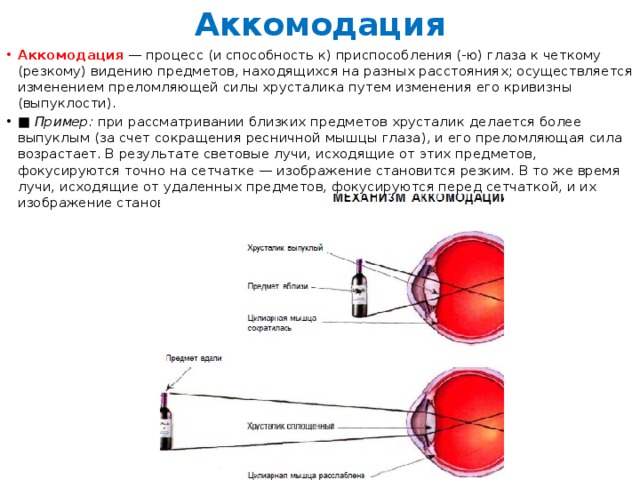 Глаз близко не видит. Рефлекторный путь аккомодации глаза проводится. Аккомодация осуществляется путем изменения кривизны. Процесс аккомодации глаза конвергенция. Аккомодация это способность глаза изменять кривизну.