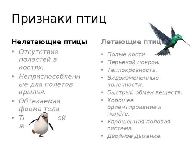 Три признака характерных для птиц