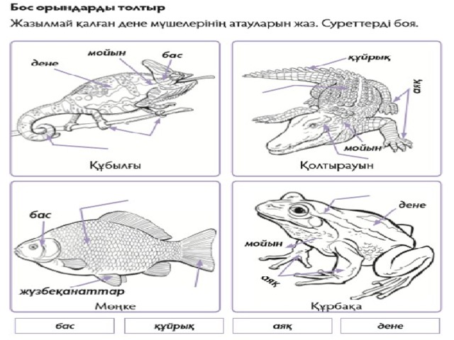Омыртқалы және омыртқасыз жануарлар
